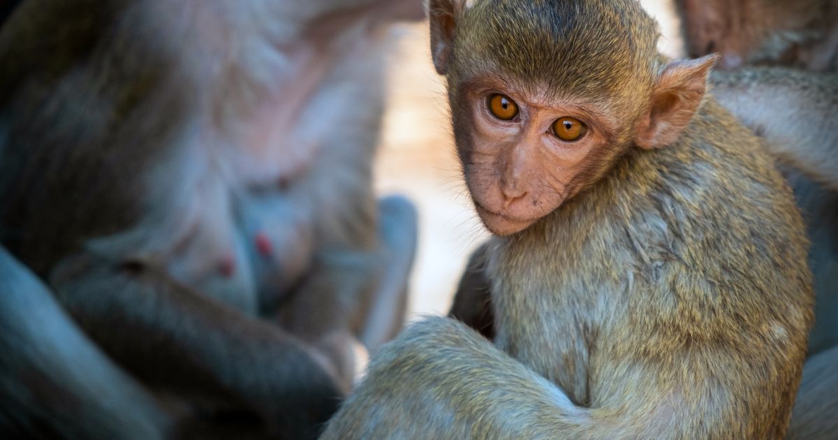 อาการ การติดเชื้อ สาเหตุ การรักษาโรคฝีดาษลิง (Monkeypox)