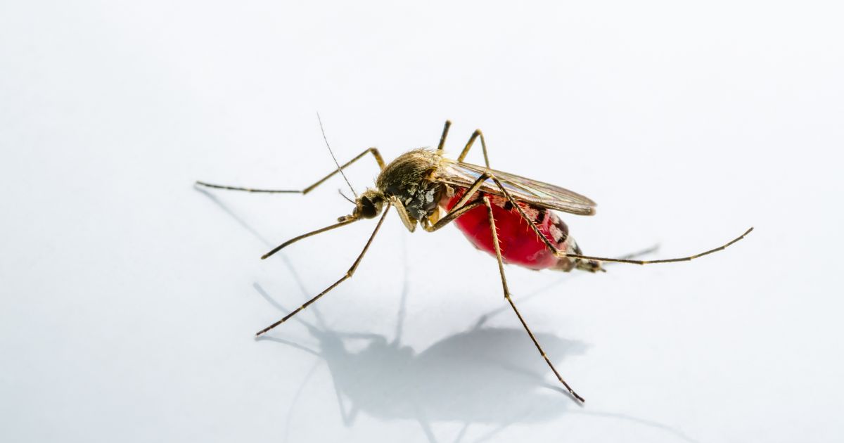 สาเหตุ อาการ การรักษามาลาเรีย ไข้มาลาเรียหายได้ไหม - Malaria, Causes, Symptoms, Treatments, Curable?